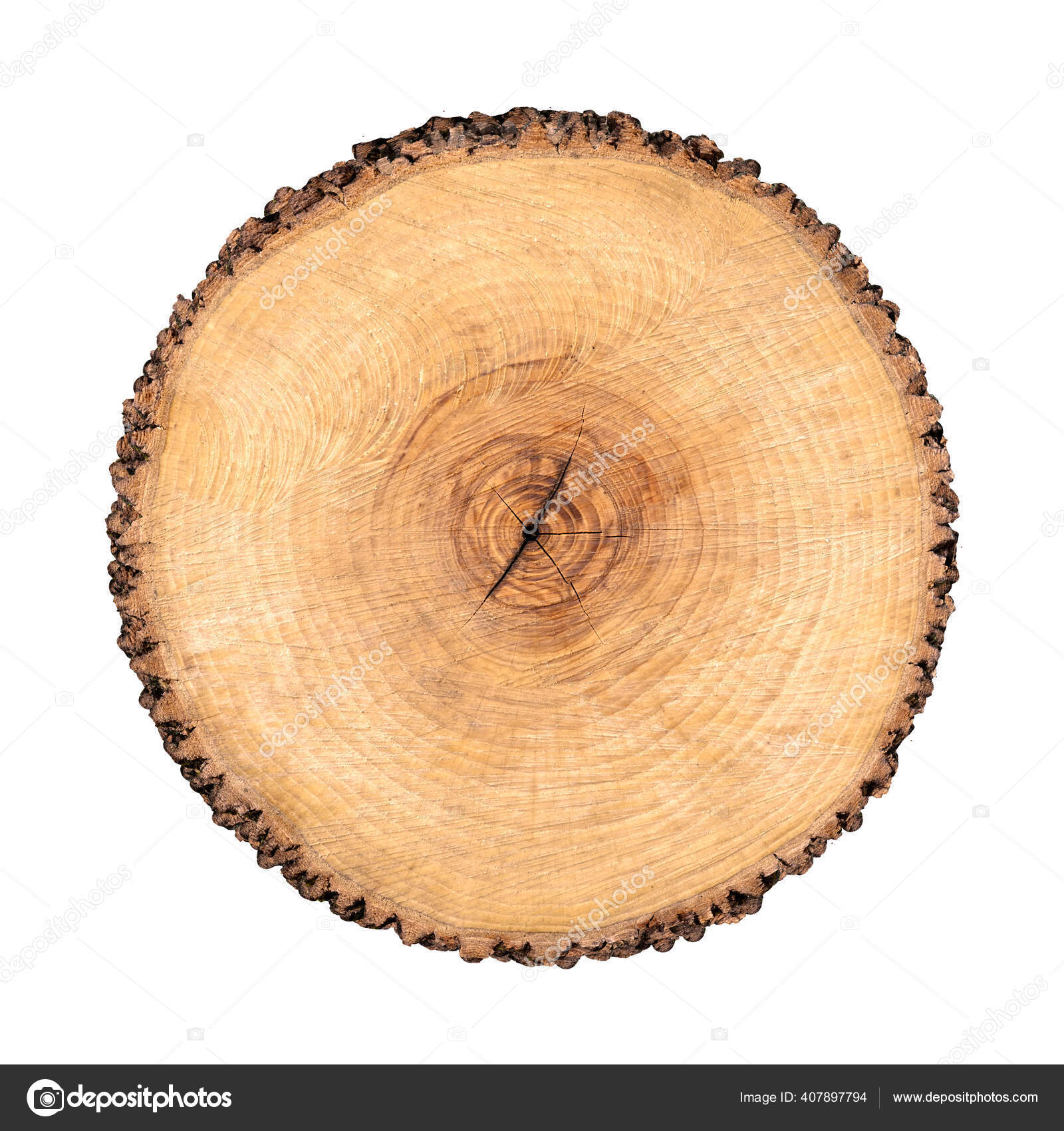 Vector tree rings background and saw cut tree trunk Stock Vector | Adobe  Stock