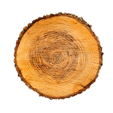 Düz yuvarlak ağaç gövdesinin kesitleri beyaz arkaplanda izole edilmiş büyüme halkalarını gösteriyor.