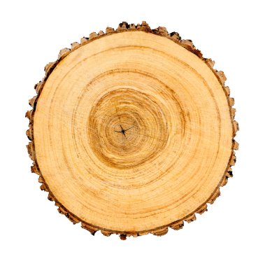 Düz yuvarlak ağaç gövdesinin kesitleri beyaz arkaplanda izole edilmiş büyüme halkalarını gösteriyor.