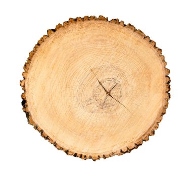 Ormandan kesilmiş büyük bir ağaç gövdesi. Yüzükler ve çatlaklarla desenli yüzey. Ormandaki ahşaptan yapılmış tarafsız kahverengi arka plan.