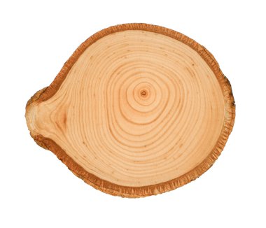 Ormandan kesilmiş büyük bir ağaç gövdesi. Yüzükler ve çatlaklarla desenli yüzey. Ormandaki ahşaptan yapılmış tarafsız kahverengi arka plan.