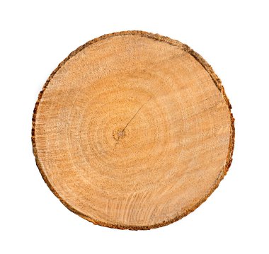 Ağaç gövdesinden kesilmiş bir tahta parçası ve beyaza izole edilmiş büyüme halkaları. Doğal klasik ahşap doku..