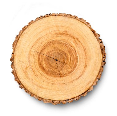 Ağaç gövdesinden kesilmiş bir tahta parçası ve beyaza izole edilmiş büyüme halkaları. Doğal klasik ahşap doku..