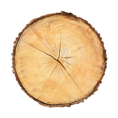 Ağaç gövdesinden kesilmiş bir tahta parçası ve beyaza izole edilmiş büyüme halkaları. Doğal klasik ahşap doku..