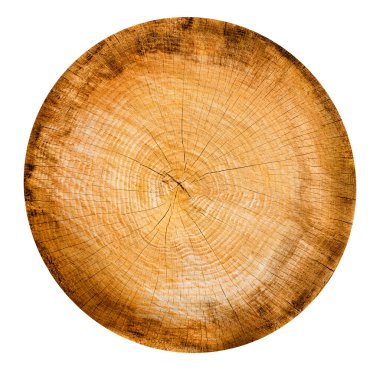 Ağaç gövdesinden kesilmiş bir tahta parçası ve beyaza izole edilmiş büyüme halkaları. Doğal klasik ahşap doku..