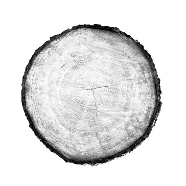 Beyaz arka planda ahşap büyüme halkaları var. Ayrıntılı desenli siyah beyaz ağaç gövdesi..