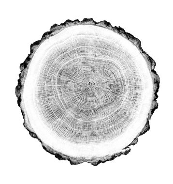 Beyaz arka planda ahşap büyüme halkaları var. Ayrıntılı desenli siyah beyaz ağaç gövdesi..