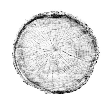 Beyaz arka planda ahşap büyüme halkaları var. Ayrıntılı desenli siyah beyaz ağaç gövdesi..