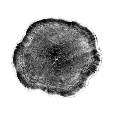 Beyaz arka planda ahşap büyüme halkaları var. Ayrıntılı desenli siyah beyaz ağaç gövdesi..