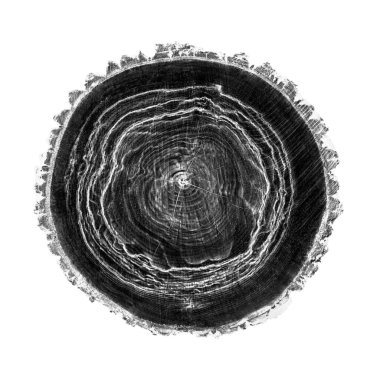 Beyaz arka planda ahşap büyüme halkaları var. Ayrıntılı desenli siyah beyaz ağaç gövdesi..