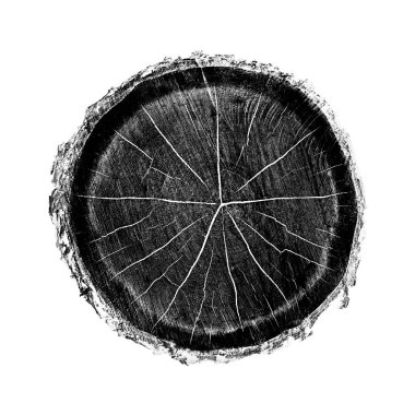 Beyaz arka planda ahşap büyüme halkaları var. Ayrıntılı desenli siyah beyaz ağaç gövdesi..