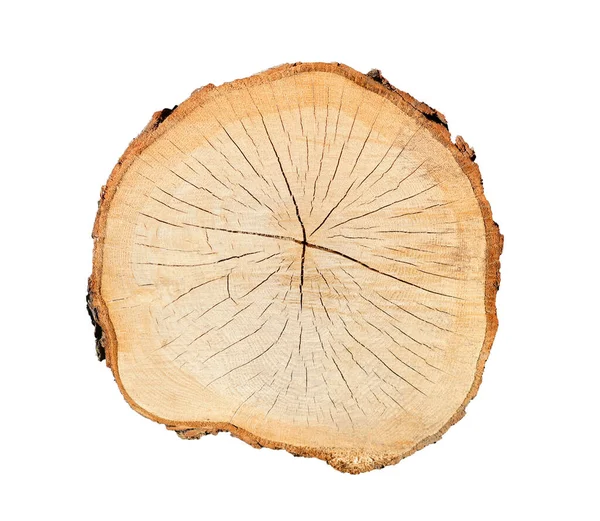 Tvärsnitt Platt Runda Träd Stam Visar Tillväxt Ringar Isolerad Vit — Stockfoto