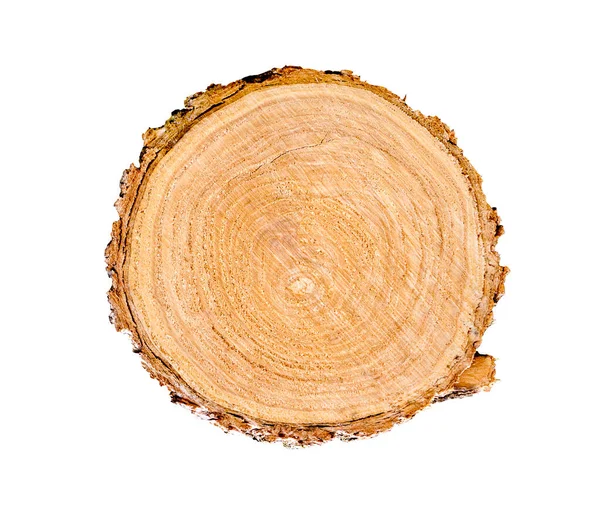 Ormandan kesilmiş büyük bir ağaç gövdesi. Yüzükler ve çatlaklarla desenli yüzey. Ormandaki ahşaptan yapılmış tarafsız kahverengi arka plan.