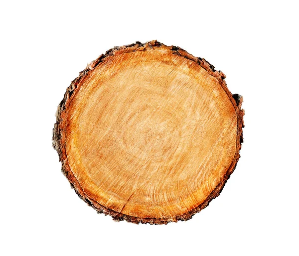 Ormandan kesilmiş büyük bir ağaç gövdesi. Yüzükler ve çatlaklarla desenli yüzey. Ormandaki ahşaptan yapılmış tarafsız kahverengi arka plan.