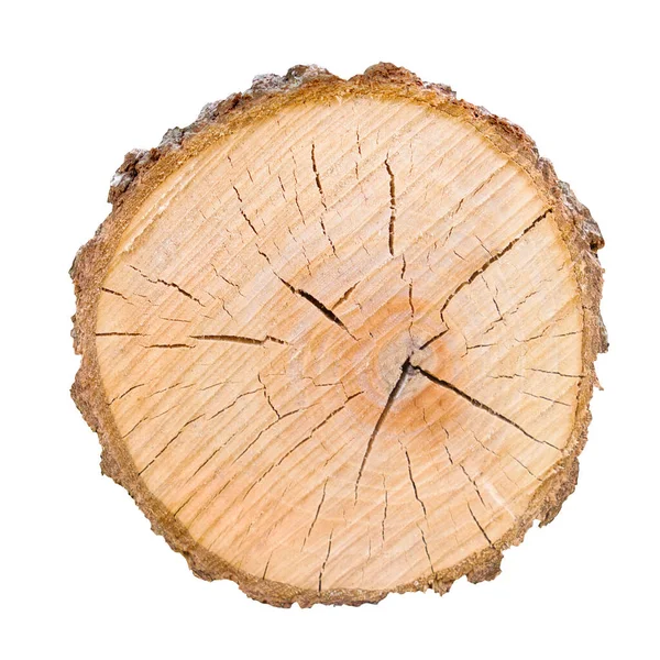 Ağaç gövdesinden kesilmiş bir tahta parçası ve beyaza izole edilmiş büyüme halkaları. Doğal klasik ahşap doku..