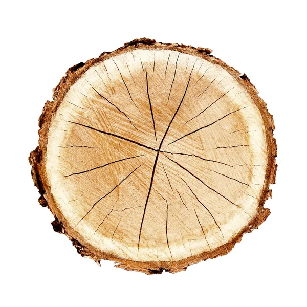 Ağaç gövdesinden kesilmiş bir tahta parçası ve beyaza izole edilmiş büyüme halkaları. Doğal klasik ahşap doku..
