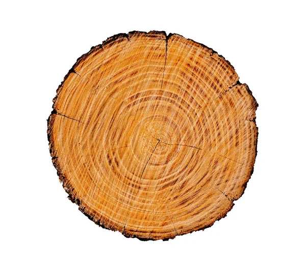 Ağaç gövdesinden kesilmiş bir tahta parçası ve beyaza izole edilmiş büyüme halkaları. Doğal klasik ahşap doku..