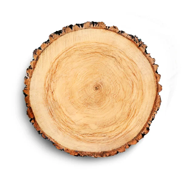 Ağaç gövdesinden kesilmiş bir tahta parçası ve beyaza izole edilmiş büyüme halkaları. Doğal klasik ahşap doku..