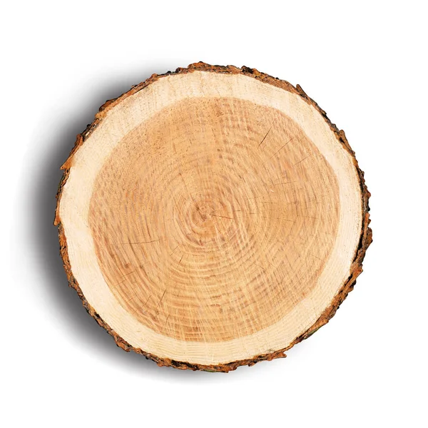Ağaç gövdesinden kesilmiş bir tahta parçası ve beyaza izole edilmiş büyüme halkaları. Doğal klasik ahşap doku..