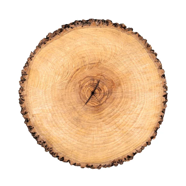 Avverkad Träbit Från Trädstam Med Tillväxtringar Isolerade Vitt Naturlig Vintage — Stockfoto