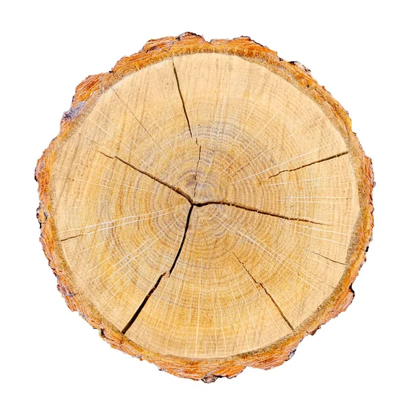 Ağaç gövdesinden kesilmiş bir tahta parçası ve beyaza izole edilmiş büyüme halkaları. Doğal klasik ahşap doku..
