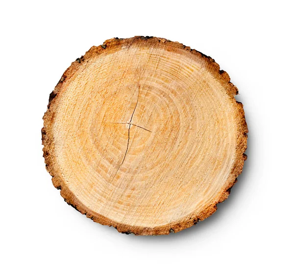 Ağaç gövdesinden kesilmiş bir tahta parçası ve beyaza izole edilmiş büyüme halkaları. Doğal klasik ahşap doku..