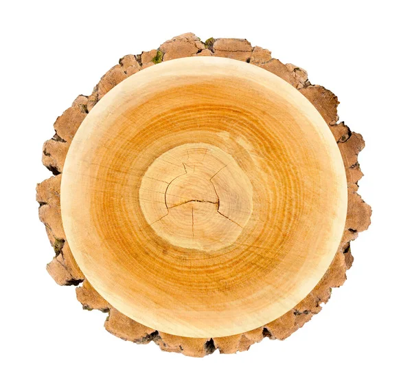 Ağaç gövdesinden kesilmiş bir tahta parçası ve beyaza izole edilmiş büyüme halkaları. Doğal klasik ahşap doku..