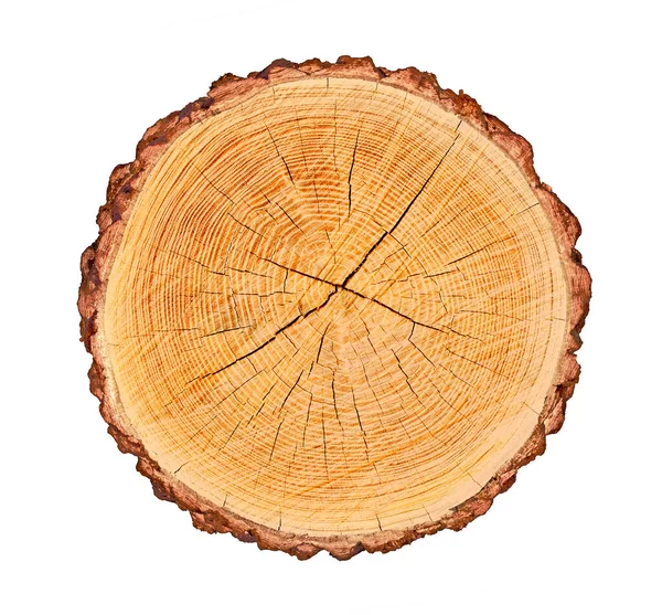 Ağaç gövdesinden kesilmiş bir tahta parçası ve beyaza izole edilmiş büyüme halkaları. Doğal klasik ahşap doku..