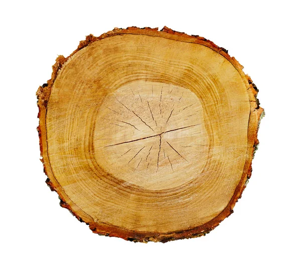 Ağaç gövdesinden kesilmiş bir tahta parçası ve beyaza izole edilmiş büyüme halkaları. Doğal klasik ahşap doku..