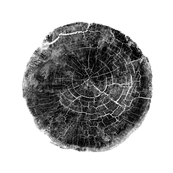 Beyaz arka planda ahşap büyüme halkaları var. Ayrıntılı desenli siyah beyaz ağaç gövdesi..