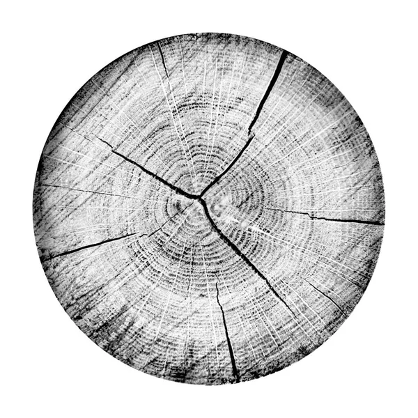 Beyaz arka planda ahşap büyüme halkaları var. Ayrıntılı desenli siyah beyaz ağaç gövdesi..