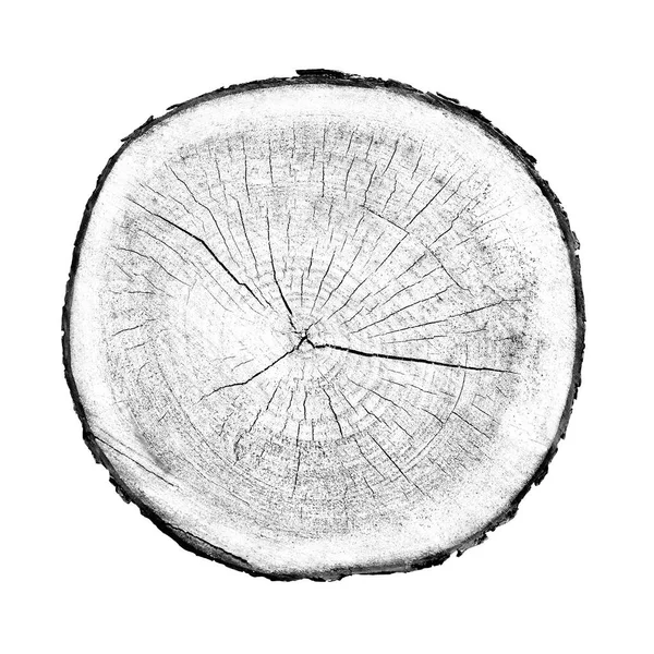 Beyaz arka planda ahşap büyüme halkaları var. Ayrıntılı desenli siyah beyaz ağaç gövdesi..