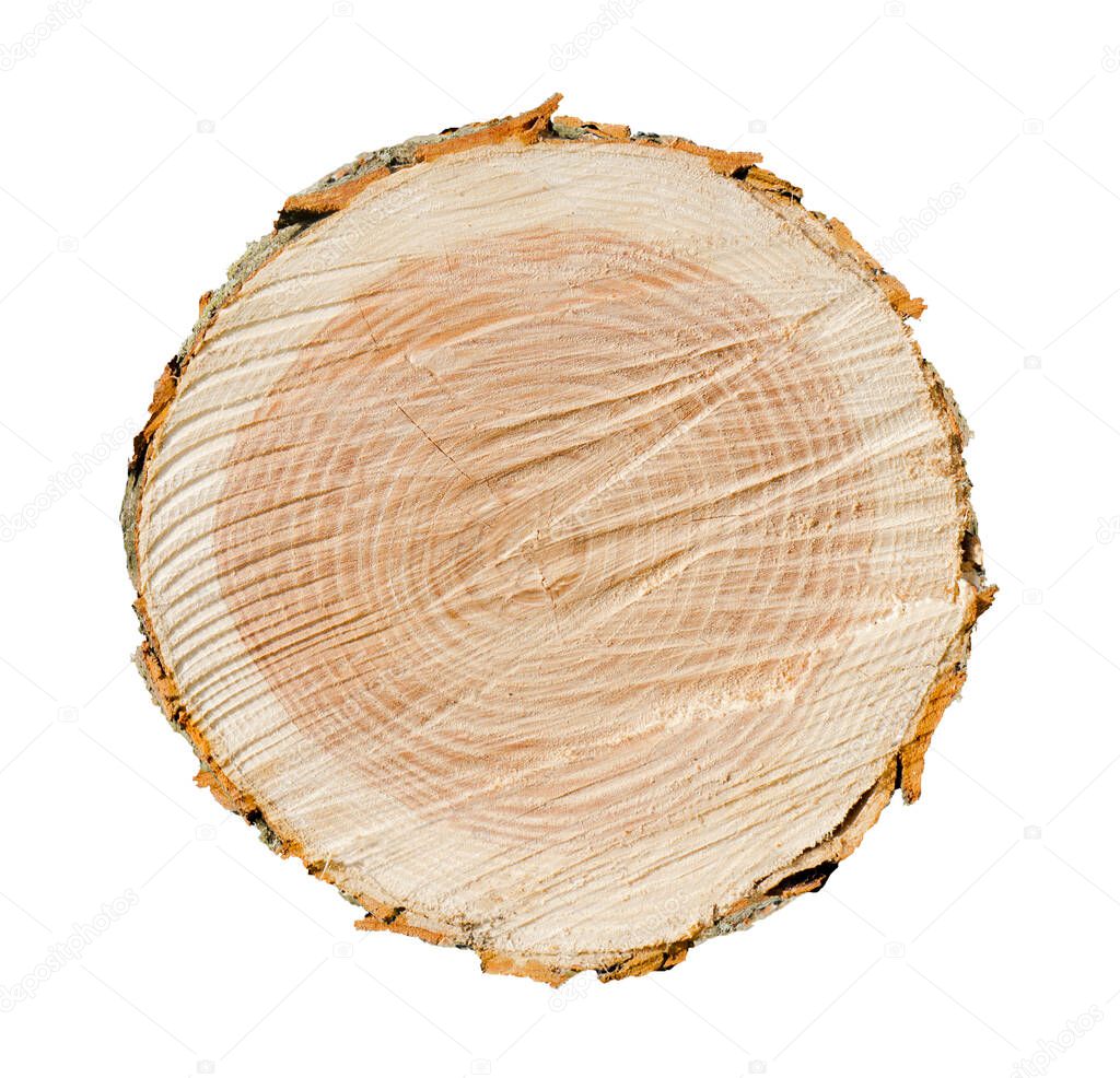 Cross section of flat round tree trunk showing growth rings isolated on white background.