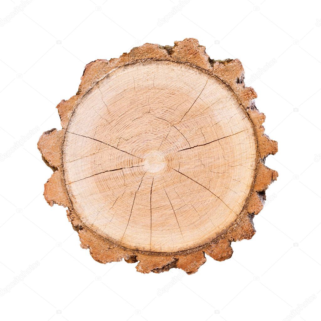 Felled piece of wood from a tree trunk with growth rings isolated on white. Natural vintage wood texture.