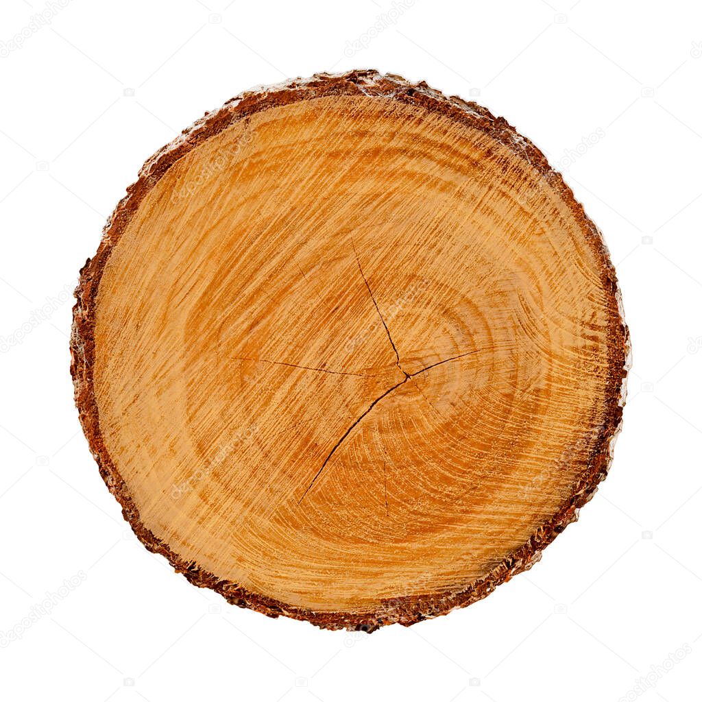 Felled piece of wood from a tree trunk with growth rings isolated on white. Natural vintage wood texture.