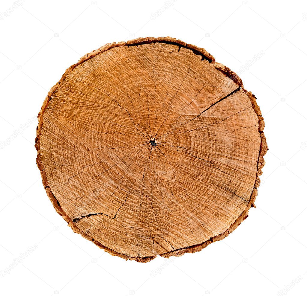 Felled piece of wood from a tree trunk with growth rings isolated on white. Natural vintage wood texture.