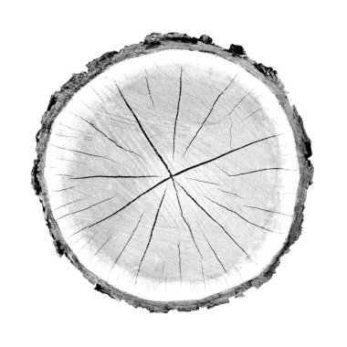 Beyaz arka planda ahşap büyüme halkaları var. Ayrıntılı desenli siyah beyaz ağaç gövdesi..