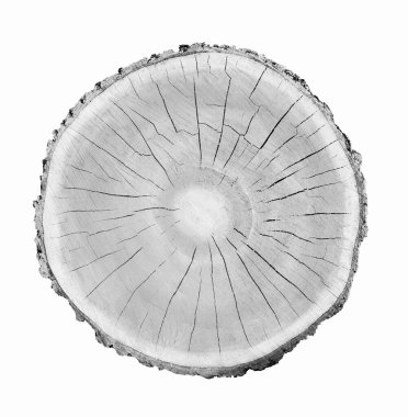 Beyaz arka planda ahşap büyüme halkaları var. Ayrıntılı desenli siyah beyaz ağaç gövdesi..