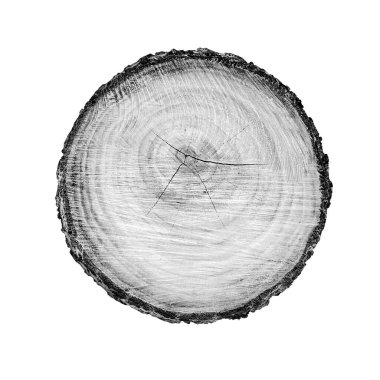 Beyaz arka planda ahşap büyüme halkaları var. Ayrıntılı desenli siyah beyaz ağaç gövdesi..