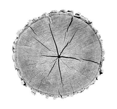 Beyaz arka planda ahşap büyüme halkaları var. Ayrıntılı desenli siyah beyaz ağaç gövdesi..