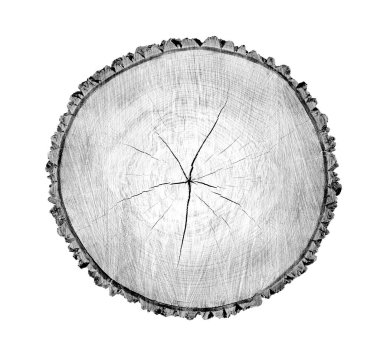 Beyaz arka planda ahşap büyüme halkaları var. Ayrıntılı desenli siyah beyaz ağaç gövdesi..