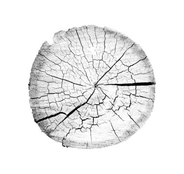 Beyaz arka planda ahşap büyüme halkaları var. Ayrıntılı desenli siyah beyaz ağaç gövdesi..