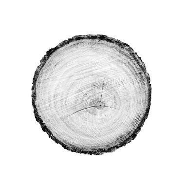 Beyaz arka planda ahşap büyüme halkaları var. Ayrıntılı desenli siyah beyaz ağaç gövdesi..