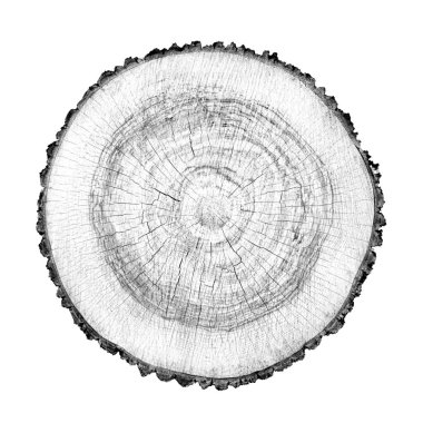 Beyaz arka planda ahşap büyüme halkaları var. Ayrıntılı desenli siyah beyaz ağaç gövdesi..