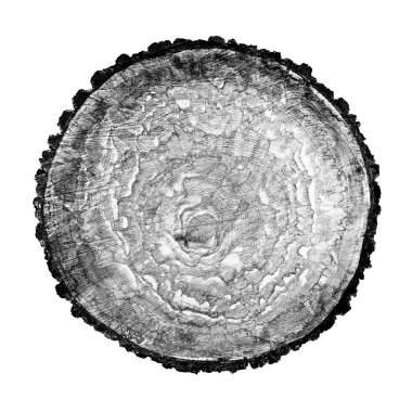 Beyaz arka planda ahşap büyüme halkaları var. Ayrıntılı desenli siyah beyaz ağaç gövdesi..