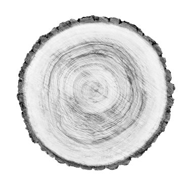 Beyaz arka planda ahşap büyüme halkaları var. Ayrıntılı desenli siyah beyaz ağaç gövdesi..