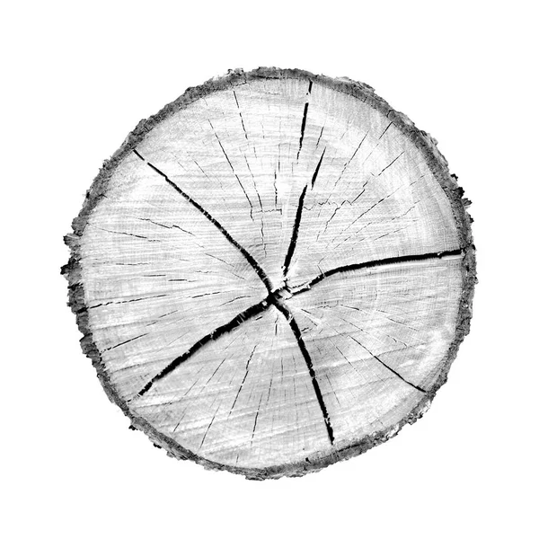 Beyaz arka planda ahşap büyüme halkaları var. Ayrıntılı desenli siyah beyaz ağaç gövdesi..