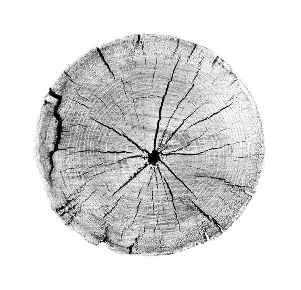 Anéis Crescimento Madeira Carimbo Fundo Branco Tronco Árvore Preto Branco — Fotografia de Stock