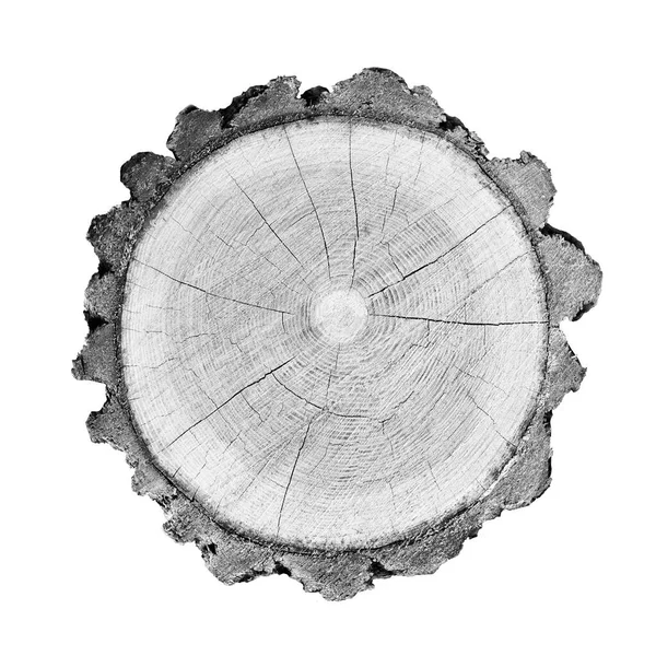 Beyaz arka planda ahşap büyüme halkaları var. Ayrıntılı desenli siyah beyaz ağaç gövdesi..