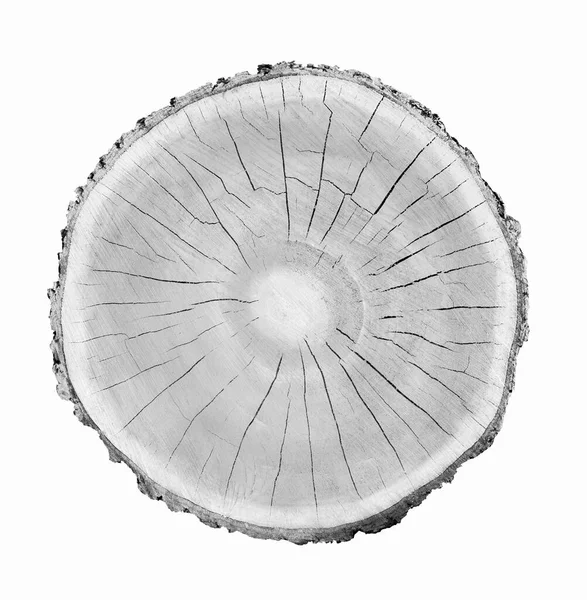 Beyaz arka planda ahşap büyüme halkaları var. Ayrıntılı desenli siyah beyaz ağaç gövdesi..